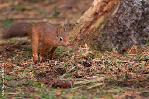 red squirrel, Sciurus vulgaris, on a sunny day running/leaping above a pine needle forest floor during autumn/fall in Scotland.