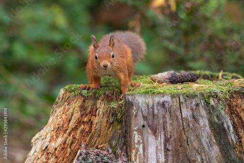 Red squirrel, Sciurus vulgaris, close up portrait amongst leaves and pine tree trunk on a sunny day during October in Scotland. photo