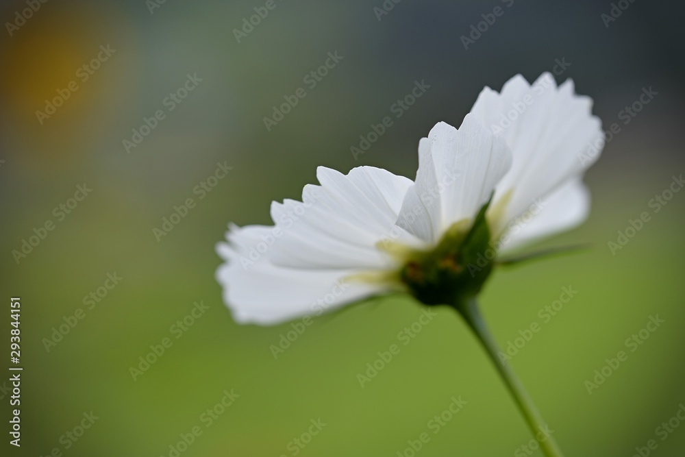 Obraz premium beautiful white cosmos flower