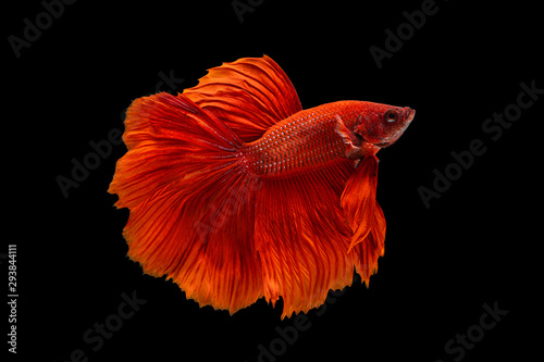 Bild auf Leinwand The moving moment beautiful of red siamese betta fish or fancy betta splendens fighting fish in thailand on black background