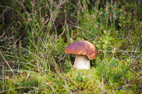 Wild raw boletus mushroom in Latvian forest