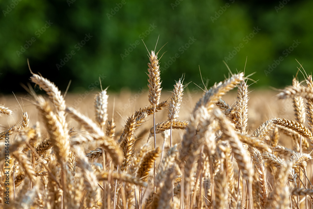 Fototapeta premium Getreide in Deutschland