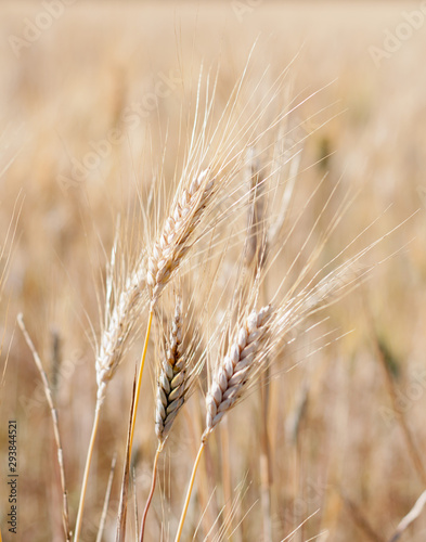 Field of wheat in summer time