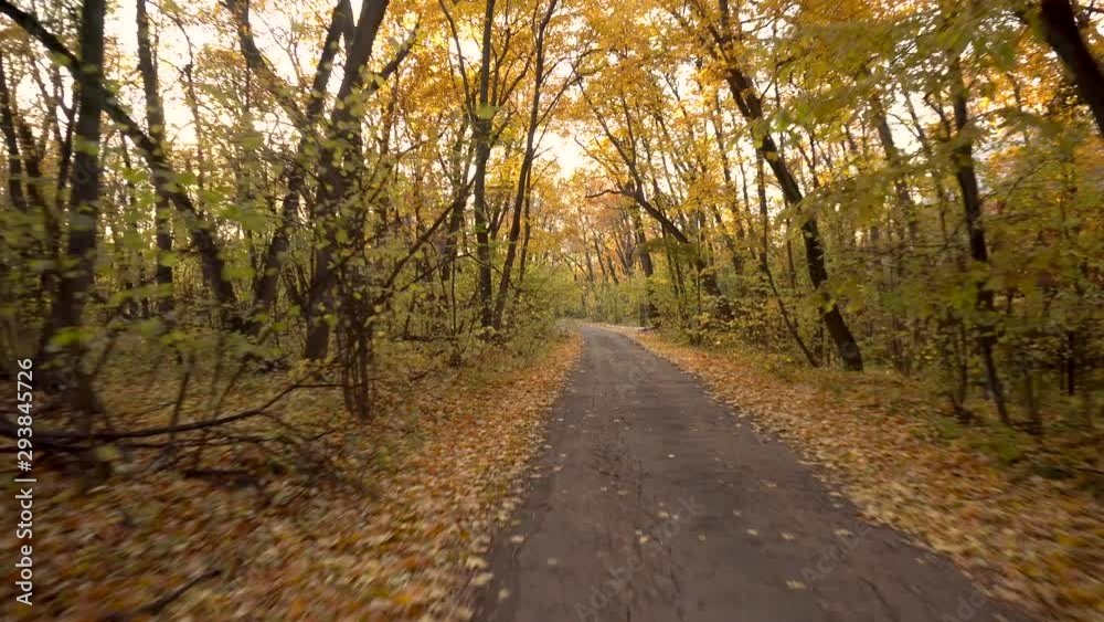The camera rides along a forest road in the fall. First-person view The camera rides along a forest road in the fall. First-person view