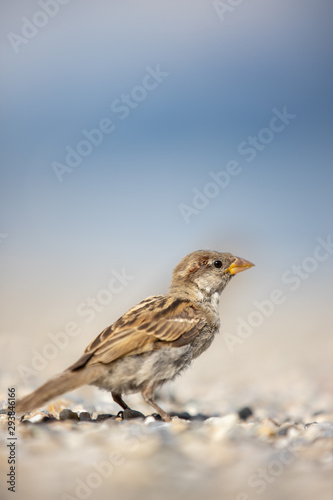 House sparrow (Passer domesticus) © lightpoet