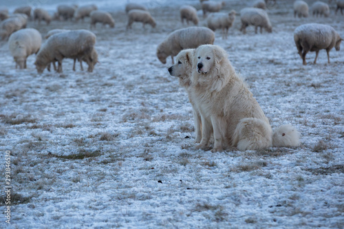 Two Pyrenean Mountain Dogs keeping watch over their flock of sheep on a cold and frosty winter morning.