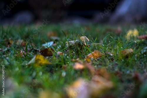 Background or texture of grass and fallen and yellowed leaves in autumn.