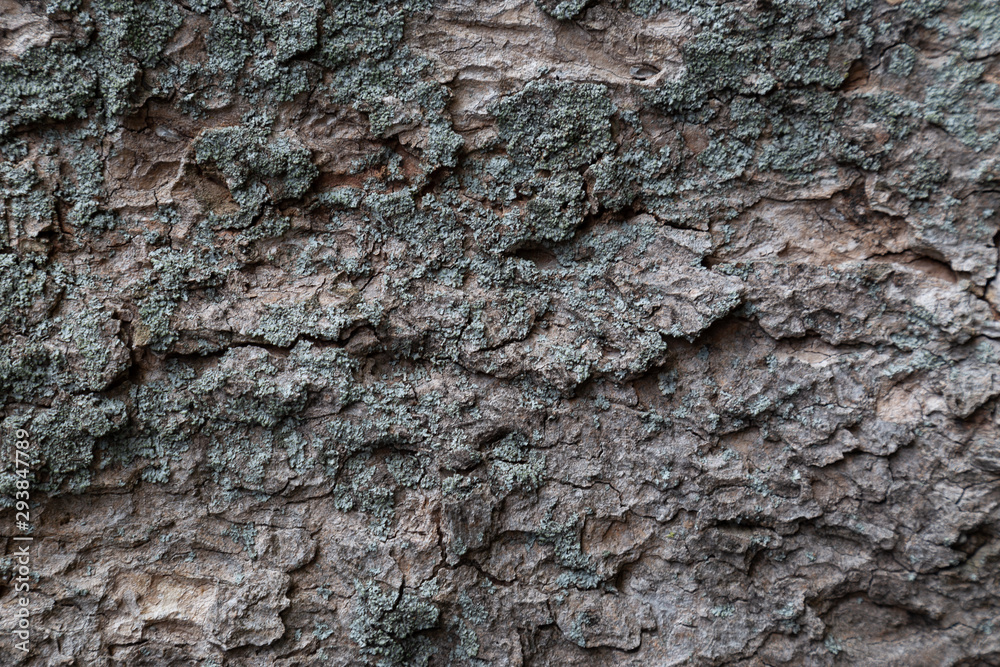 Wood tree bark with moss background teture.