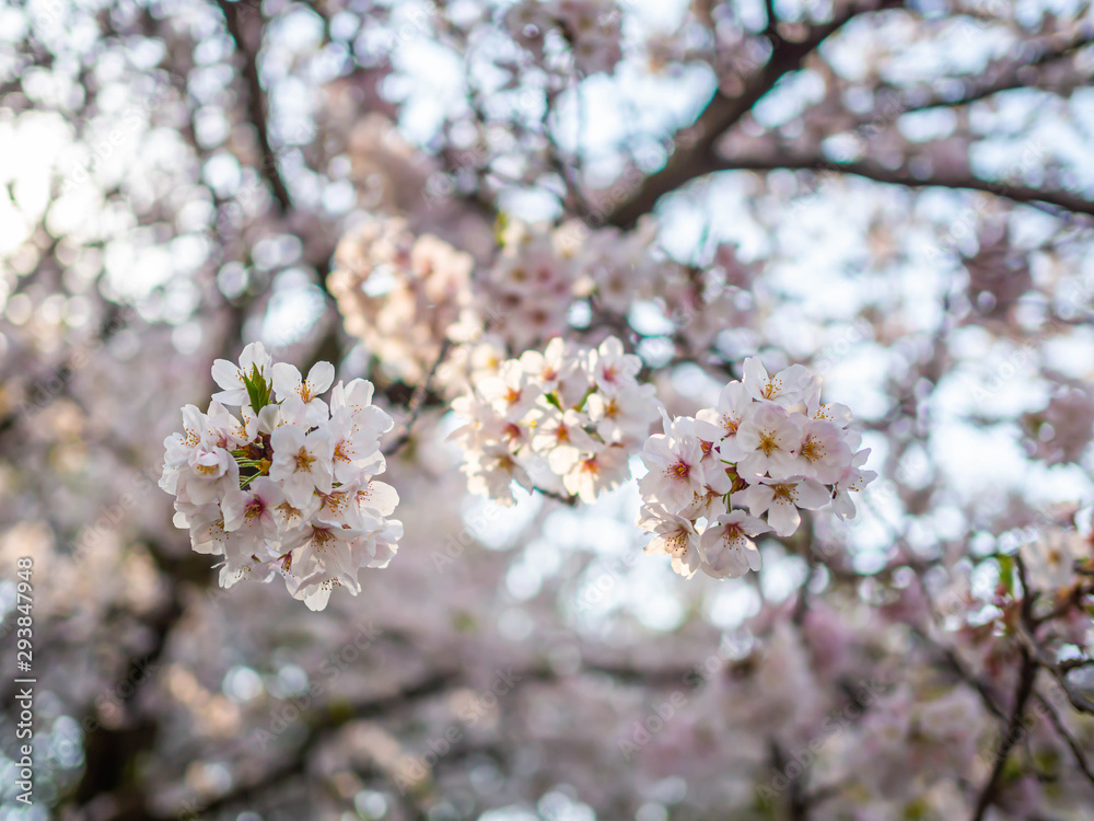 Cherry blossom season. Bunch of sakura flower blooming with blurry bokeh and sky background.