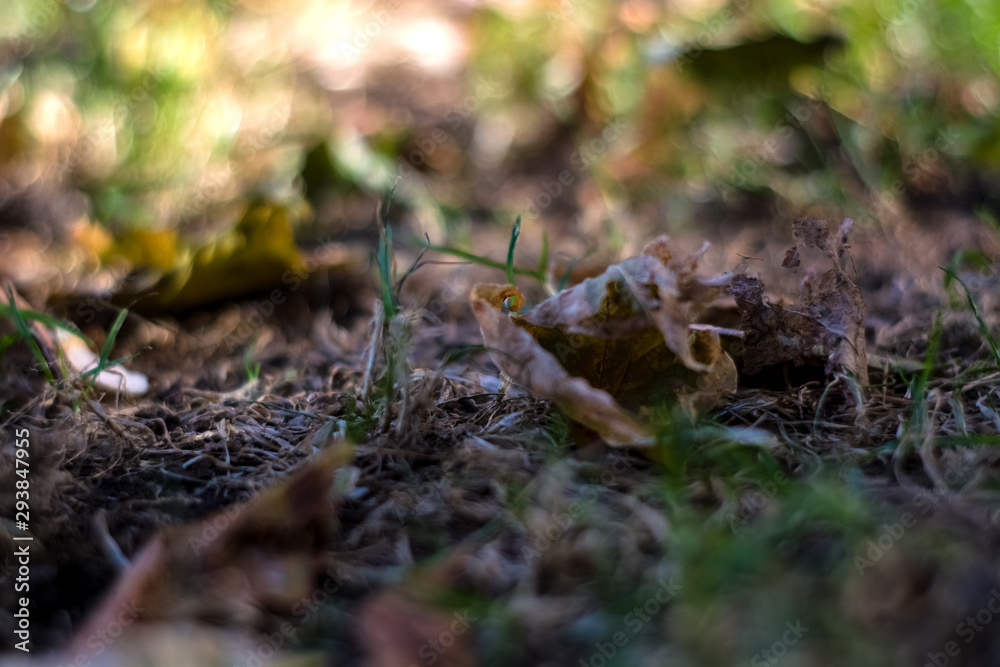 Background or texture of grass and fallen and yellowed leaves in autumn. Background or texture of grass and fallen and yellowed leaves in autumn.