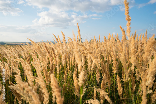 field of wheat