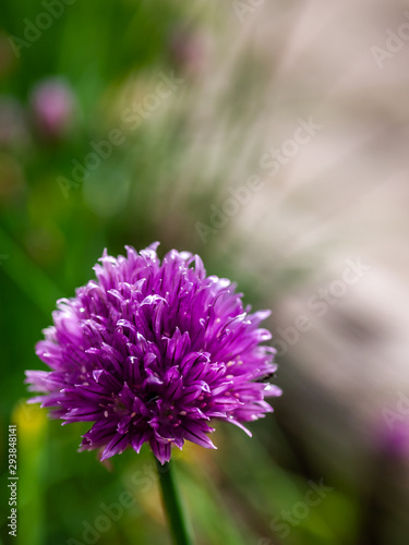 Pink flower with green defocus background