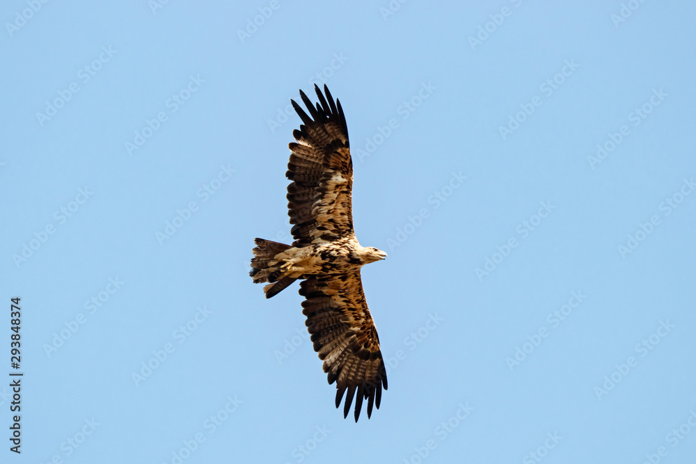 Obraz premium Imperial Eagle Aquila heliaca juvenile