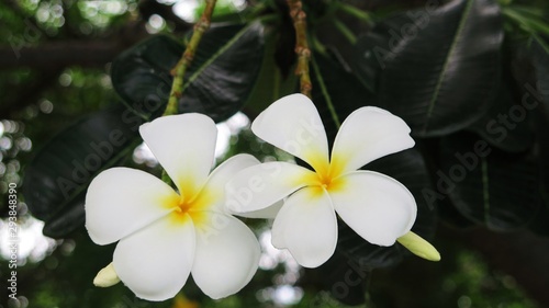 White plumeria flower in the garden ,frangipani  flower