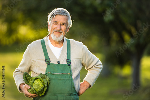 Senior gardenr gardening in his permaculture garden -  holding a splendid Savoy Cabbage head photo