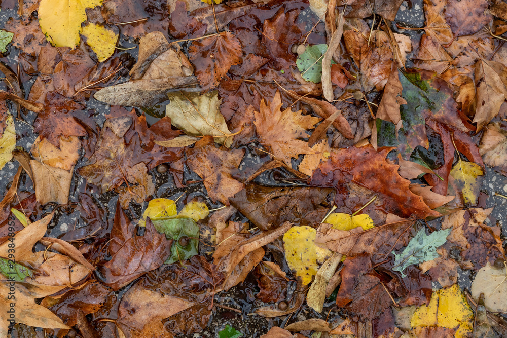 Texture Created Using Wet Maple Colored Autumn Leaves Laying in Water on The Ground