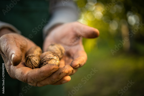 Senior gardenr gardening in his permaculture garden - holding freshly harvested walnuts in his hands