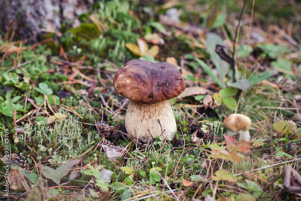 Wild raw boletus mushroom in Latvian forest Wild raw boletus mushroom in Latvian forest