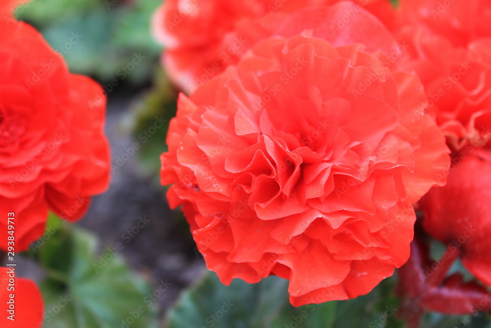 red rose in garden red rose in garden