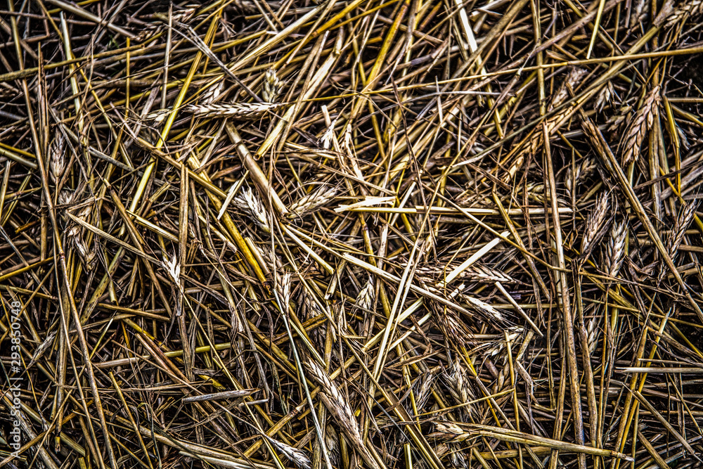 background of dry straw
