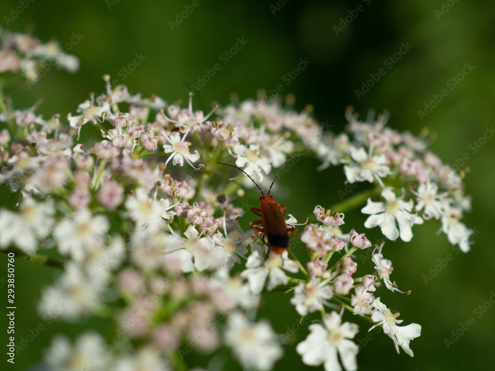 Red Cardinal beetle on Meadowsweet flower Red Cardinal beetle on Meadowsweet flower