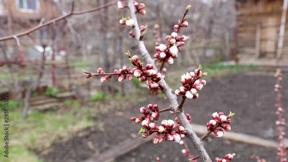 Apricot branch of a tree with white buds in the spring garden Apricot branch of a tree with white buds in the spring garden