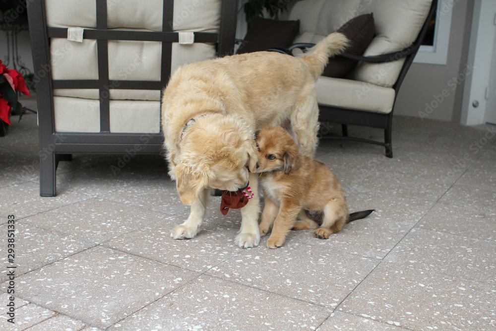 Golden Retriever and Puppy at Play
