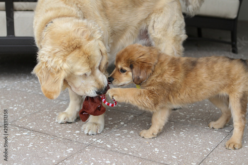 Golden Retriever and Puppy at Play