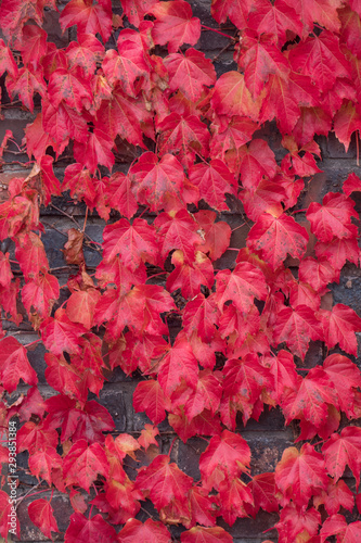 Red ivy leaves climbing on the wall background.