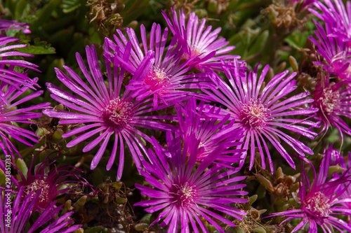 Mesembriatemo.  The mesembriantemo is a small succulent plant that forms compact or hanging bearings and, during flowering, covered with bright colors. photo