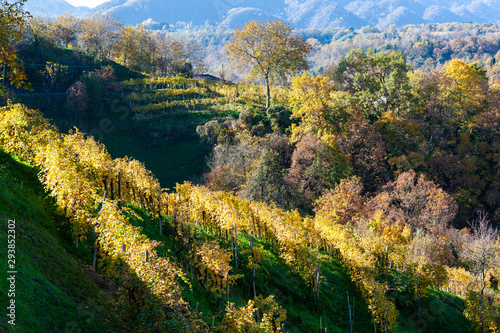 Autumn in the Trevigiani hills