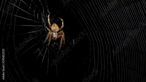 Spooky Halloween spider in web during dark night