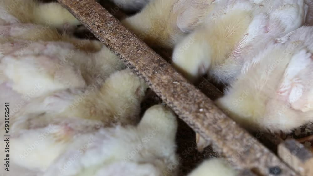 Little chicks are eating in a hurry close up. Small hungry chickens eat food. Domestic poultry feeding Little chicks are eating in a hurry close up. Small hungry chickens eat food. Domestic poultry feeding