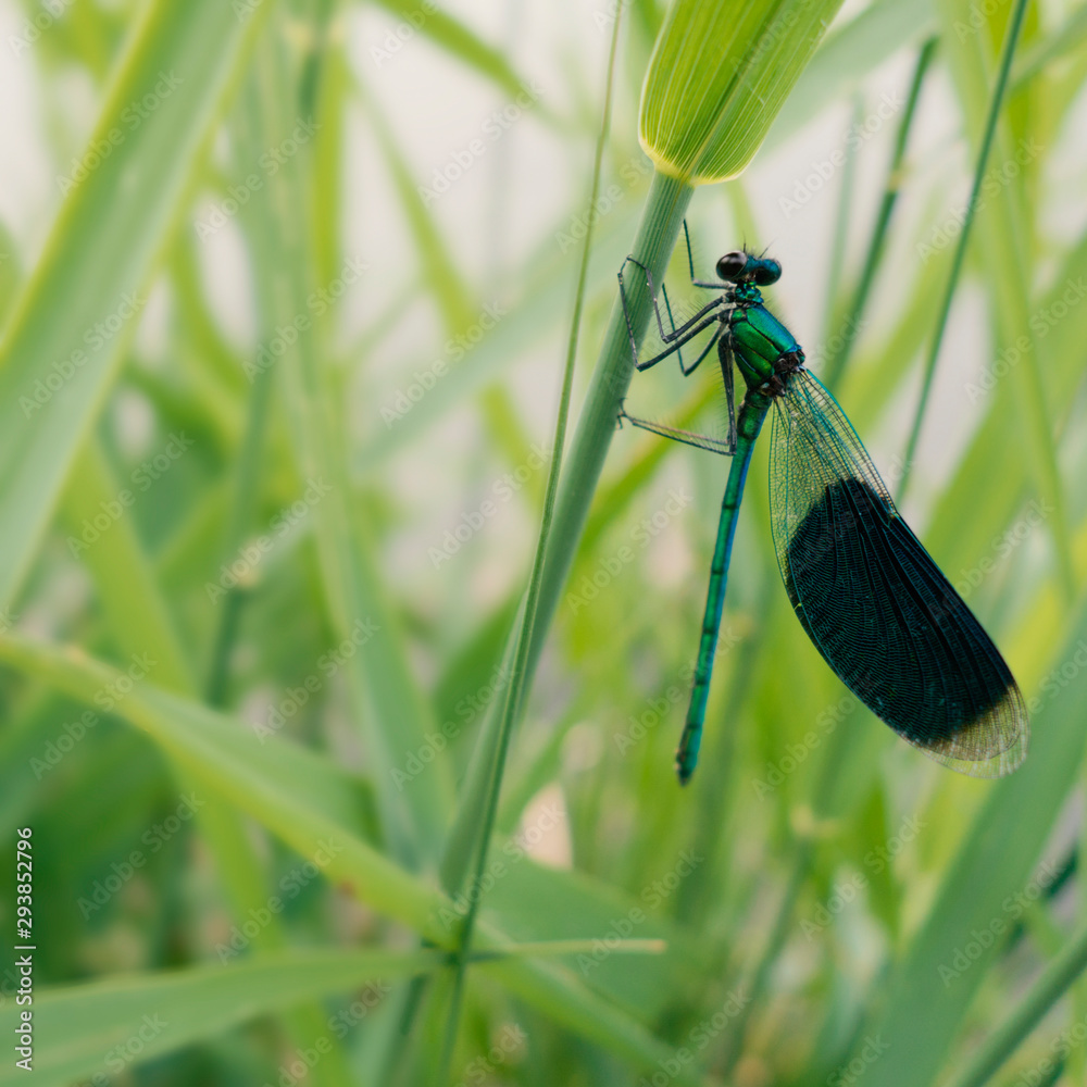 Libellule Calopterys splendens Libellule Calopterys splendens