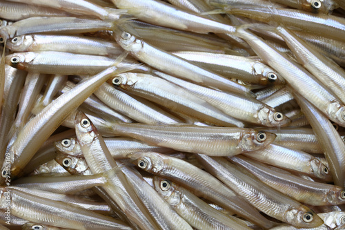 Canvas-taulu fresh whitebait, japanese smelt, wakasagi