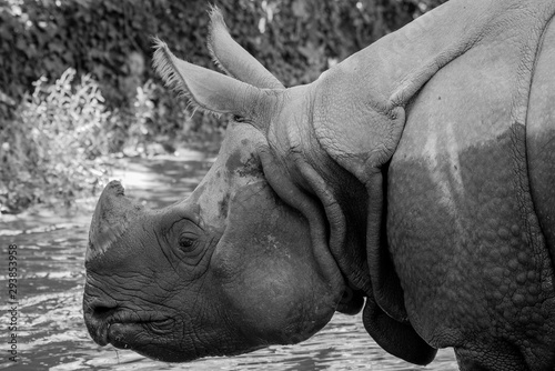 portrait de rhinocéros 