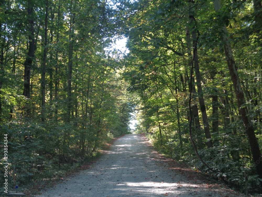 Fototapeta premium Road in The Forest