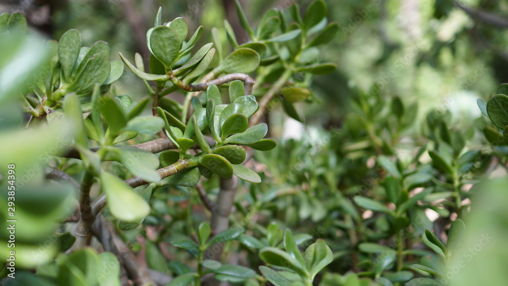 Crassula Muscosa money tree is a succulent plant with tiny light green leaves, densely packed around the thin stem. Crassula Muscosa money tree is a succulent plant with tiny light green leaves, densely packed around the thin stem.