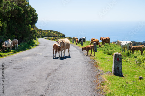 Photography Cows on the street, a commonplace picture on the plateau of Madeira