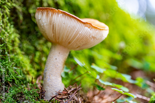 Makro-Aufnahme eines Täublings (Pilz) im Wald