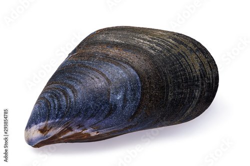 Mediterranean mussel shell isolated on white background. Photo taken by stacking method