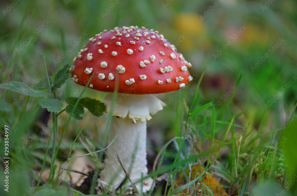 Schöner Fliegenpilz auf Waldboden im Herbst Schöner Fliegenpilz auf Waldboden im Herbst