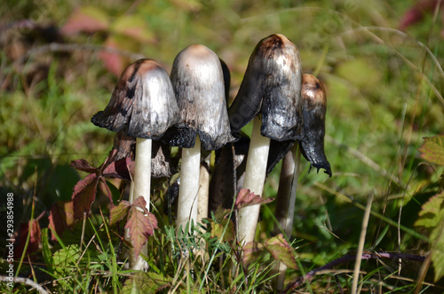 Schopf Tintling, Coprinus comatus, Spargelpilz photo