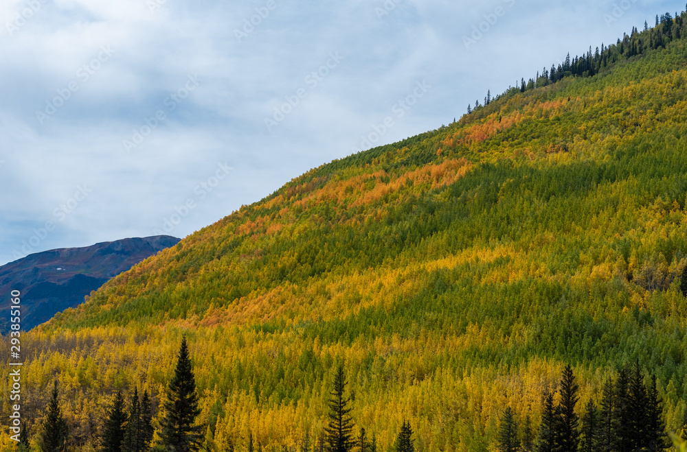 Autumn low angle landscape of hillside filled with yellow and green aspen trees in Colorado