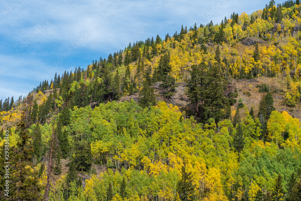 Autumn low angle landscape of mountain side filled with yellow and green aspen trees