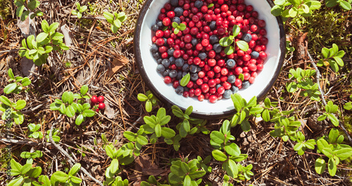 Billede på lærred Bowl with lingonberry and blueberry on the ground covered with lingonberry plants and fallen pine needles