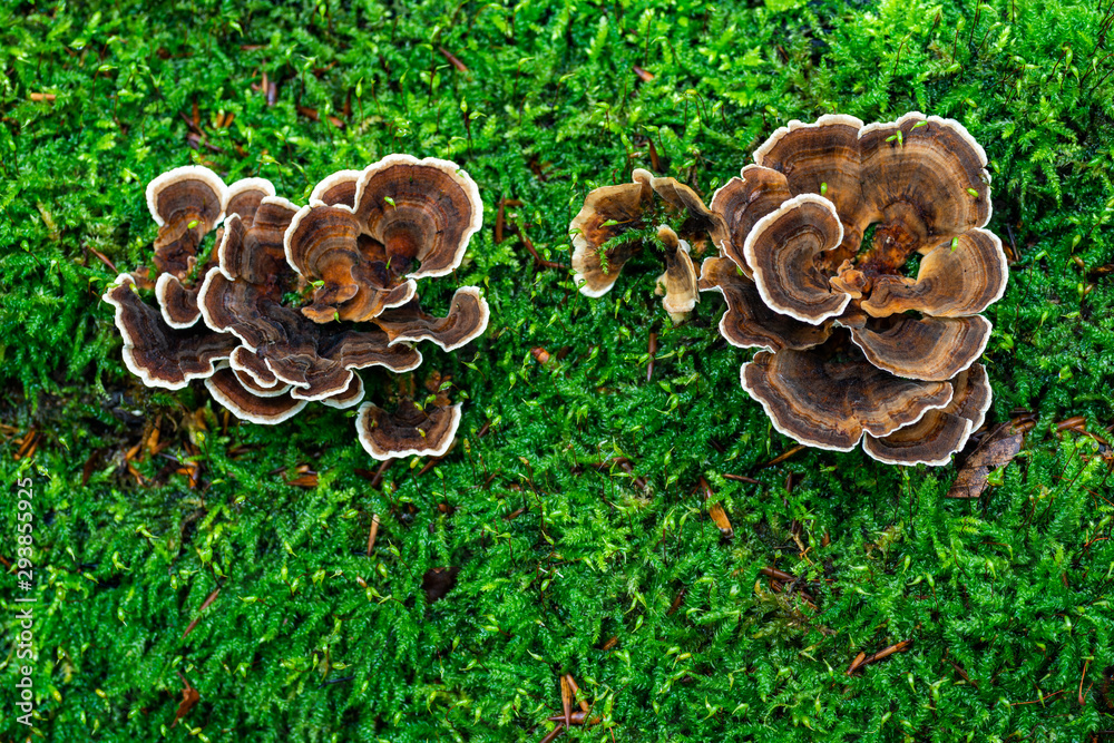 Schmetterlingstrameten (Pilz) auf einem moosigen Untergrund Schmetterlingstrameten (Pilz) auf einem moosigen Untergrund