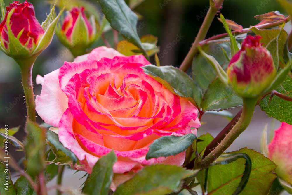 Obraz premium The rose