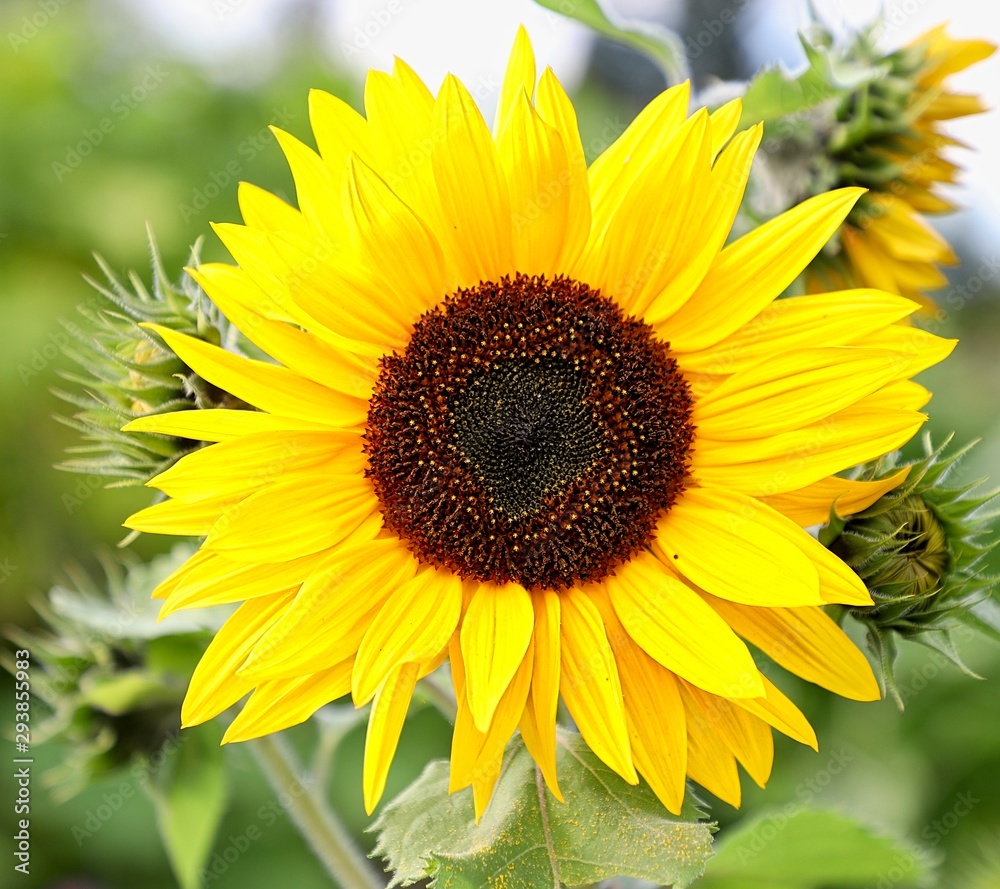 Sunflowers are colorful reminders that fall is here. Sunflowers are colorful reminders that fall is here.