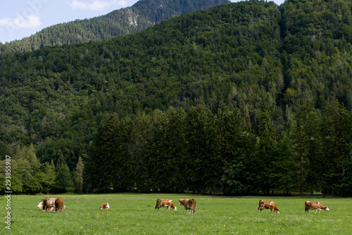 Brown cows grazes in the mountains